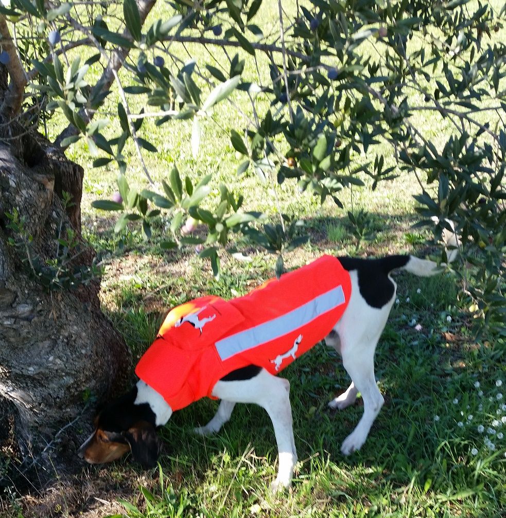 CHALECO PERRO AU NARANJA CON PROTECTOR - Imagen 5