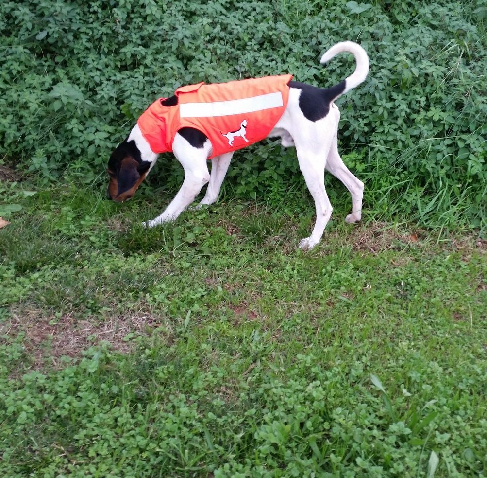 CHALECO PERRO AU NARANJA - Imagen 3