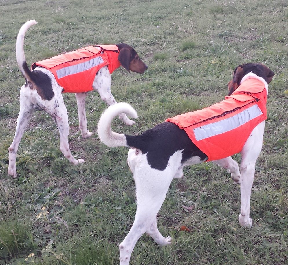 CHALECO PERRO AU NARANJA - Imagen 2