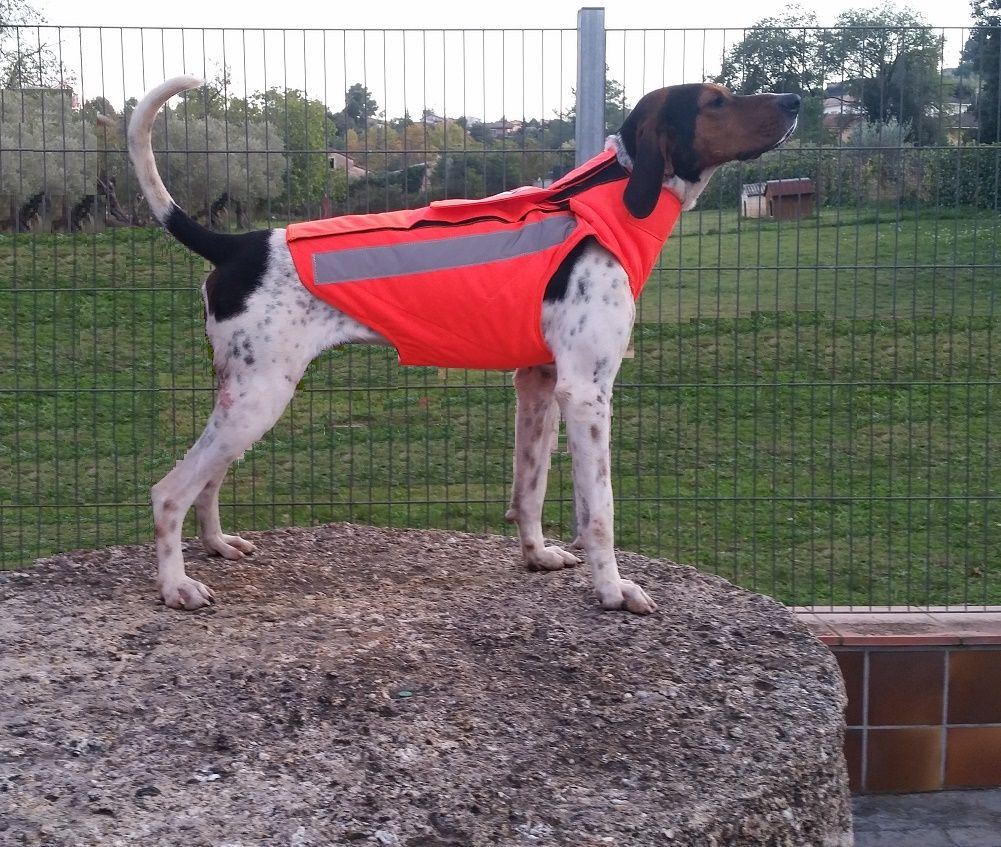 CHALECO PERRO AU NARANJA CON PROTECTOR - Imagen 4
