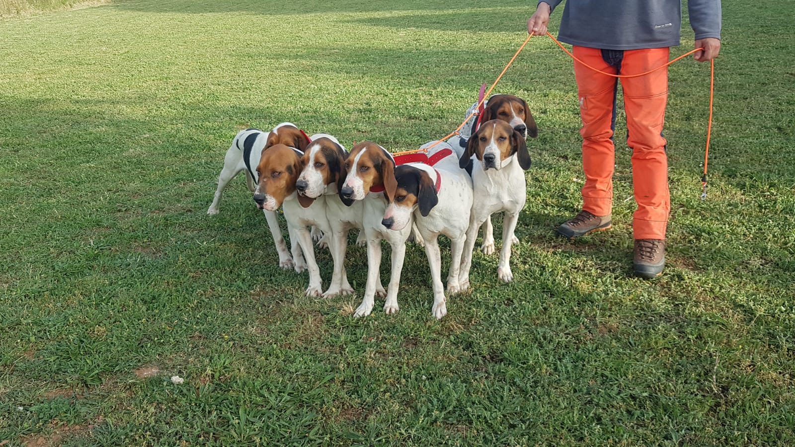 ACOPLES SUJECION PERROS - Imagen 4